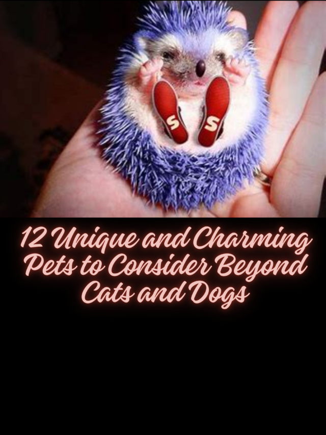 12 Unique and Cute Pets to Consider Beyond Cats and Dogs